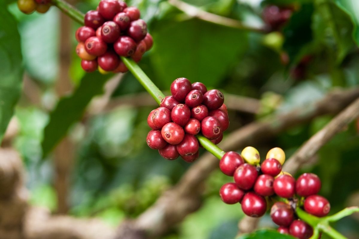 Market Analysis Of Coffee Plant Yield Increase Research Global Market 
